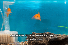 Akvaryum Filtresi Nasıl Çalışır?
