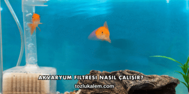 Akvaryum Filtresi Nasıl Çalışır?