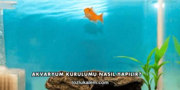 Akvaryum Kurulumu Nasıl Yapılır?