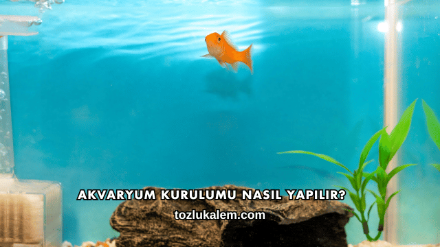 Akvaryum Kurulumu Nasıl Yapılır?