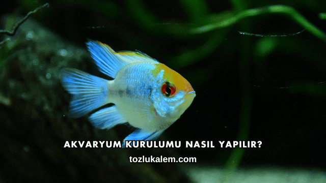 Akvaryum Kurulumu Nasıl Yapılır?
