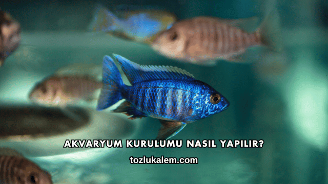Akvaryum Kurulumu Nasıl Yapılır?
