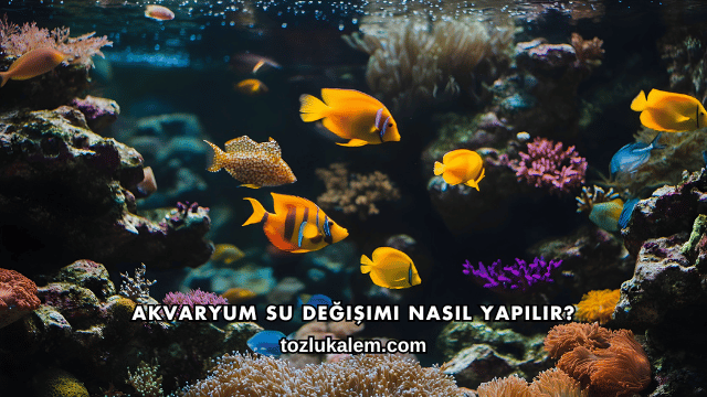 Akvaryum Su Değişimi Nasıl Yapılır?