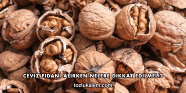 Ceviz Fidanı Alırken Nelere Dikkat Edilmeli?