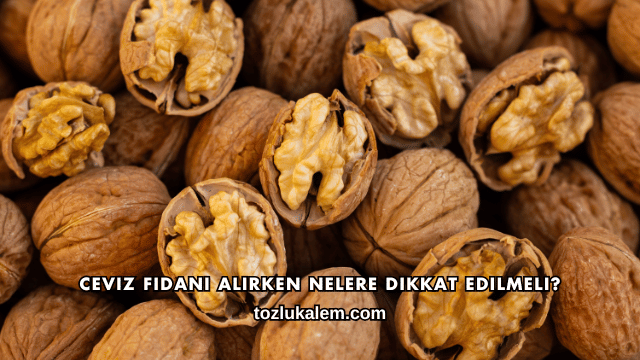 Ceviz Fidanı Alırken Nelere Dikkat Edilmeli?