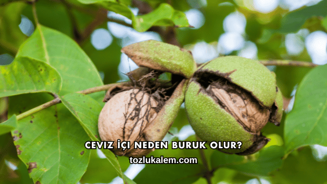 Ceviz İçi Neden Buruk Olur?