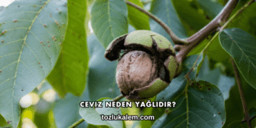 Ceviz Neden Yağlıdır?