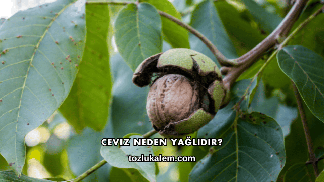 Ceviz Neden Yağlıdır?
