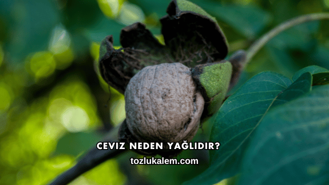 Ceviz Neden Yağlıdır?