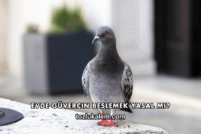 Evde Güvercin Beslemek Yasal mı?
