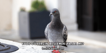 Evde Güvercin Beslemek Yasal mı?