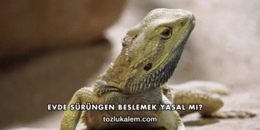 Evde Sürüngen Beslemek Yasal mı?