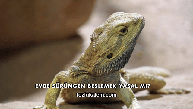 Evde Sürüngen Beslemek Yasal mı?