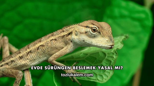 Evde Sürüngen Beslemek Yasal mı?