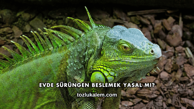 Evde Sürüngen Beslemek Yasal mı?