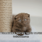 Kedi Tırmalama Tahtası Nasıl Yapılır?