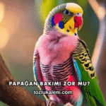 Papağan Bakımı Zor mu?