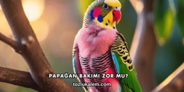 Papağan Bakımı Zor mu?